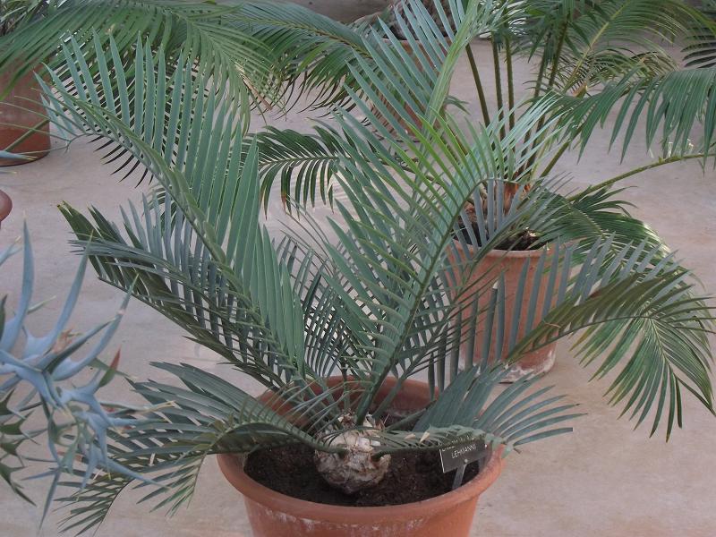 Encephalartos lehmanii 
