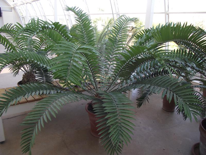 Encephalartos natalensis 