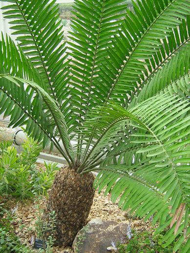 Encephalartos natalensis 