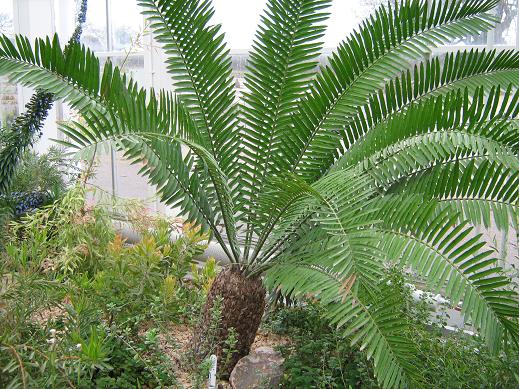 Encephalartos natalensis 