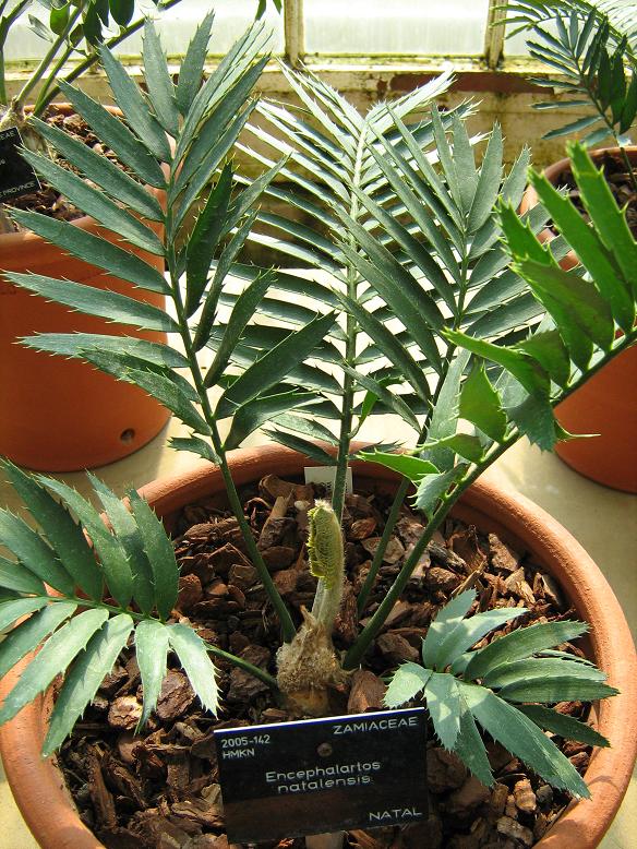 Encephalartos natalensis 