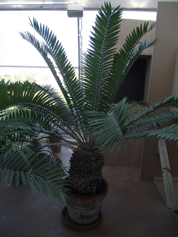 Encephalartos natalensis 