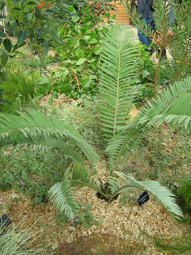 Encephalartos villosus 