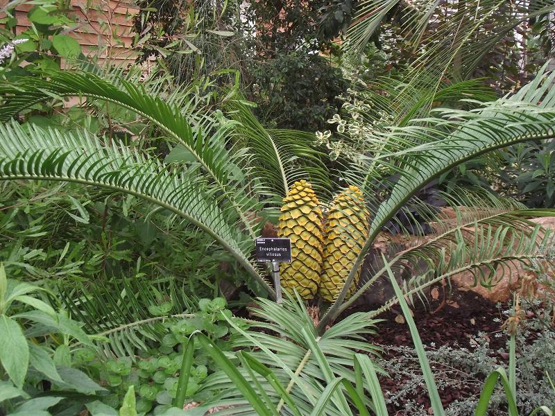 Encephalartos villosus 