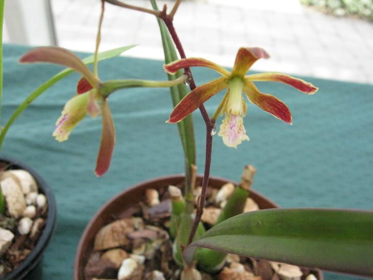 Encyclia angustiloba 