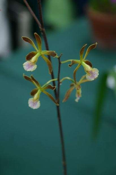 Encyclia angustiloba 