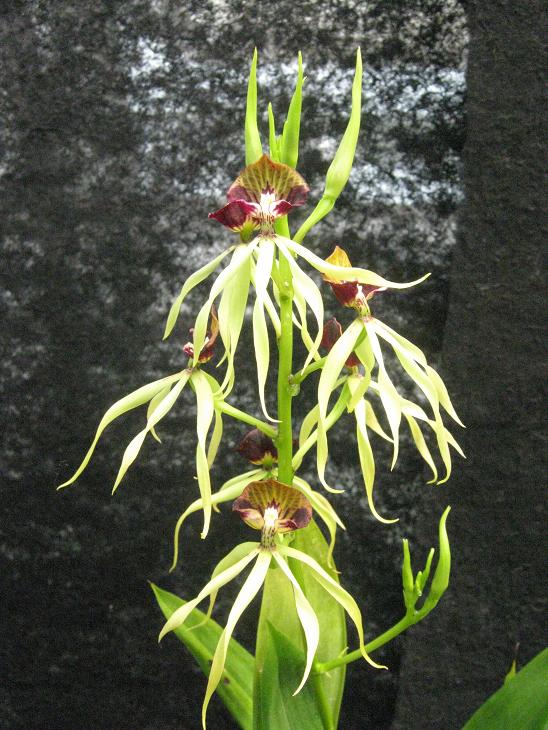 Encyclia cochleata 