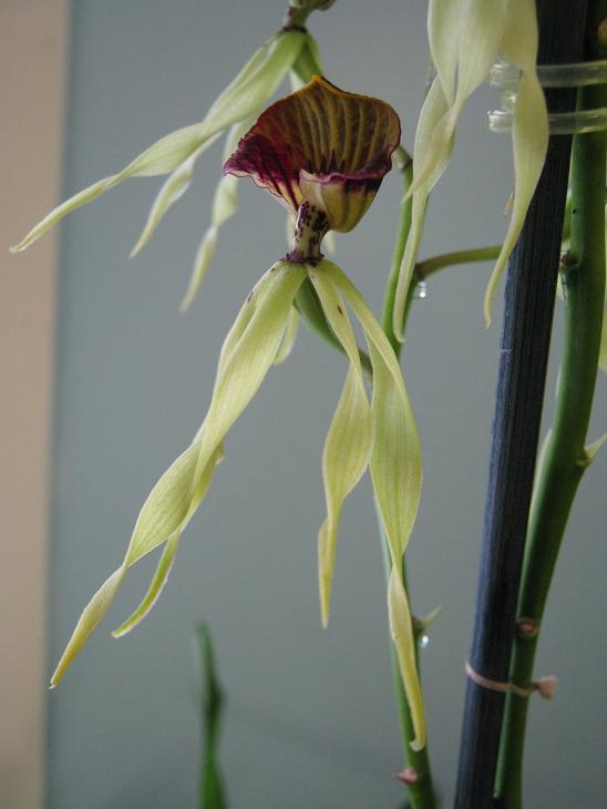 Encyclia cochleata 