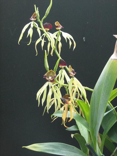 Encyclia cochleata 