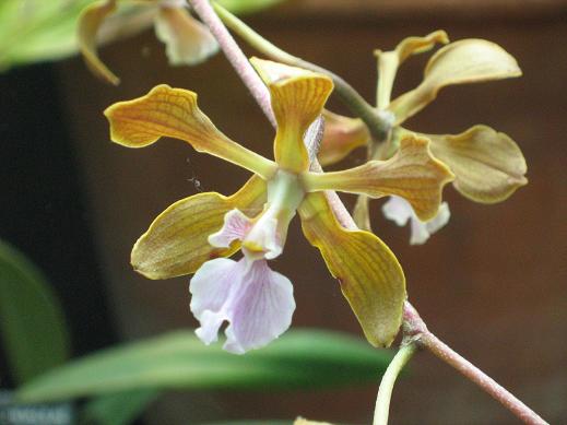 Encyclia hanburii 