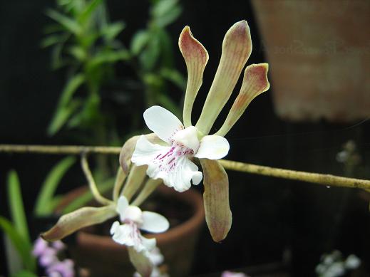 Encyclia microtos 