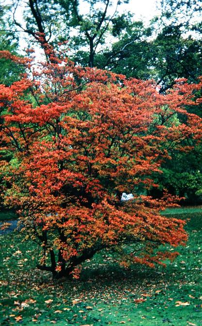 Enkianthus campanulatus 