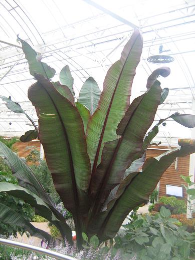 Ensete ventricosum Maurelii 