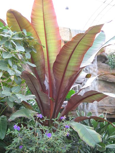 Ensete ventricosum Maurelii 