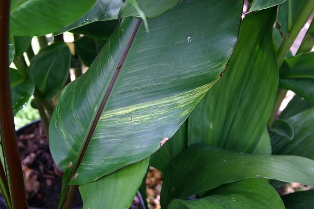 Ensete ventricosum 'Montbeliardii' 