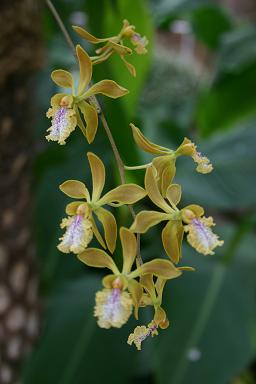 Epidendrum aromaticum 