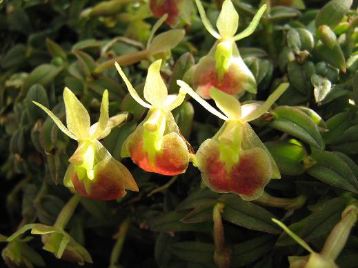 Epidendrum porpax 