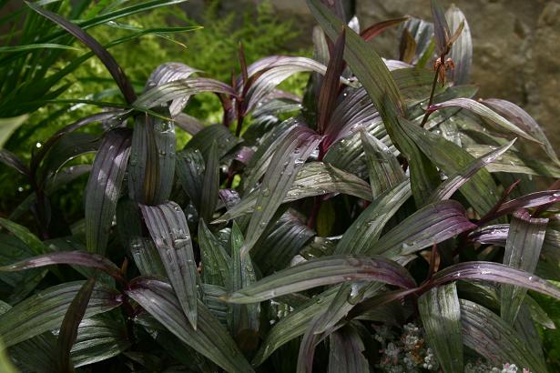 Epipactis gigantea 'Serpentine Night' 