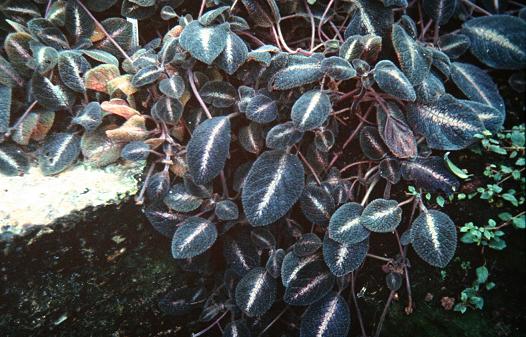 Episcia chontadalensis 