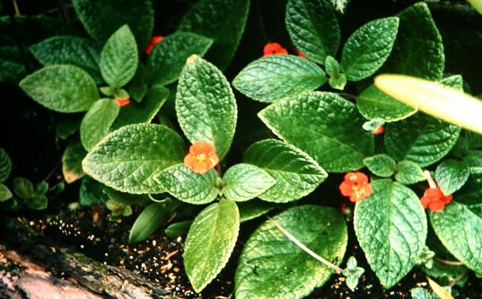 Episcia cupreata'Silver Sheen' 