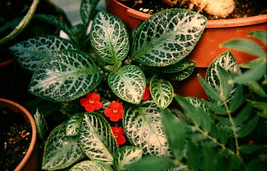 Episcia cupreata 'Variegata' 