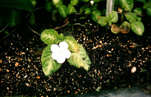 Episcia lilacina 