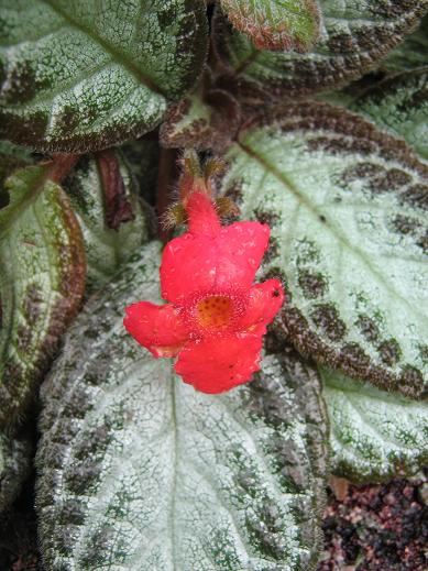 Episcia reptans 