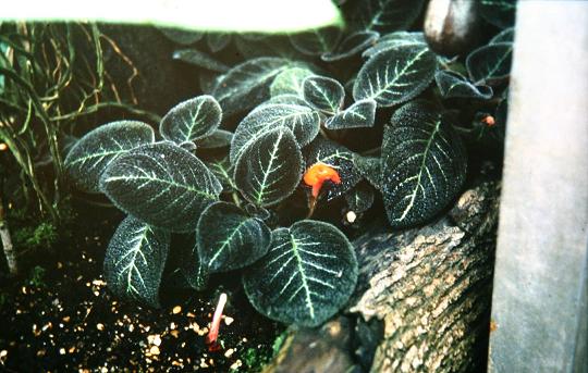 Episcia reptans 