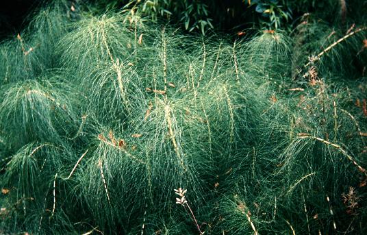 Equisetum telmateia 