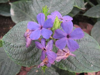 Eranthemum wattii 