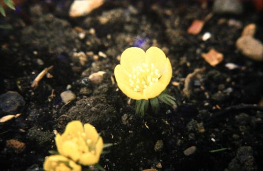 Eranthis hyemalis 