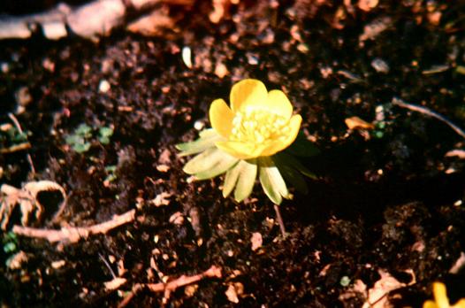 Eranthis hyemalis Cilicica Group 