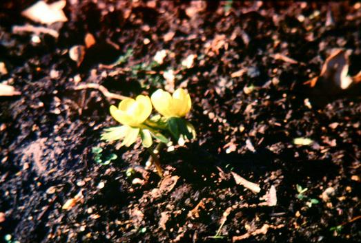 Eranthis hyemalis Cilicica Group 