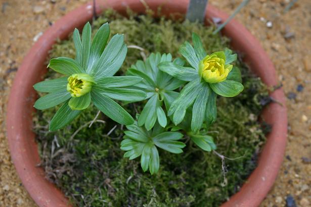 Eranthis hyemalis 'Noel Ayres' 