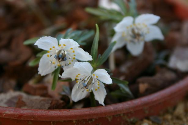 Eranthis pinnatifida 