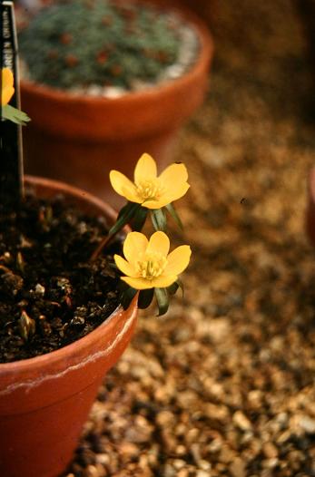 Eranthis x tubergenii 