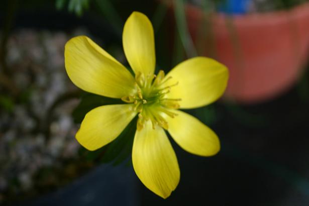 Eranthis hyemalis 'Guinea Gold' 