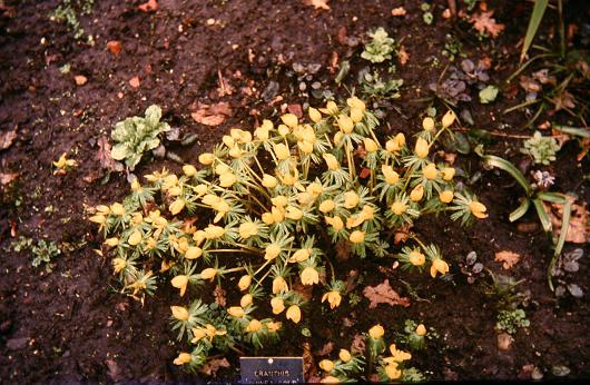 Eranthis hyemalis 'Guinea Gold' 