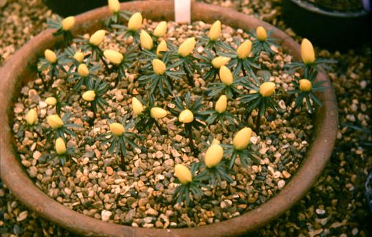 Eranthis hyemalis 'Guinea Gold' 