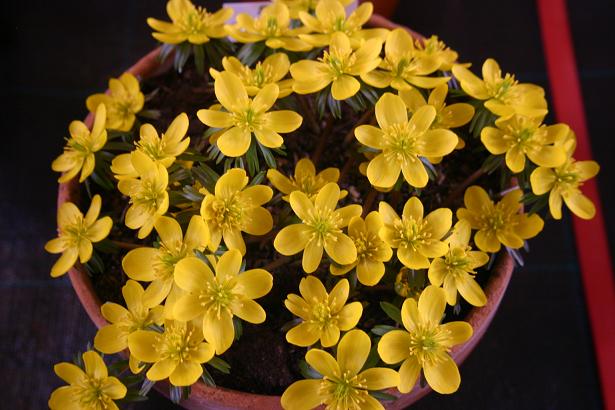 Eranthis hyemalis 'Guinea Gold' 