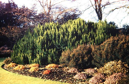 Erica arborea var. alpina 