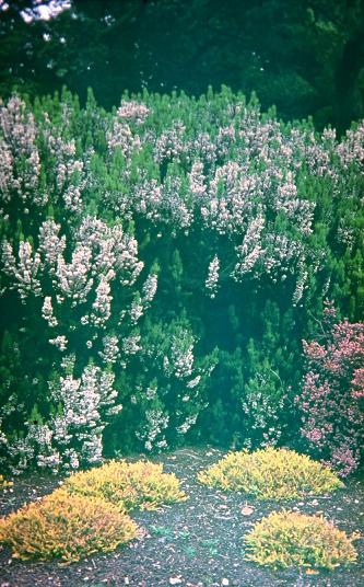 Erica arborea var. alpina 