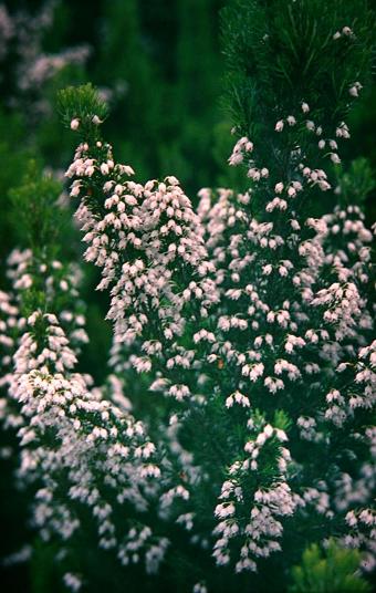 Erica arborea var. alpina 