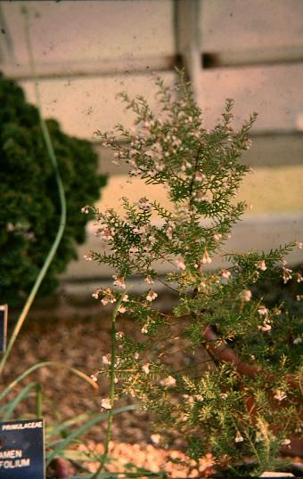 Erica canaliculata 