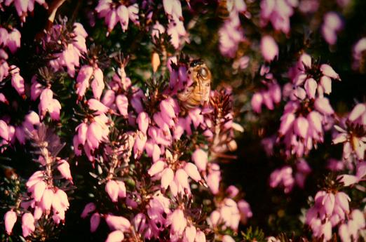 Erica carnea 'King George' 