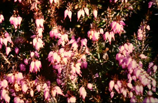 Erica carnea 'King George' 