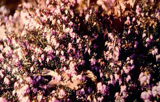 Erica carnea 'King George' 