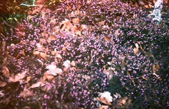 Erica carnea 'Winter Beauty' 