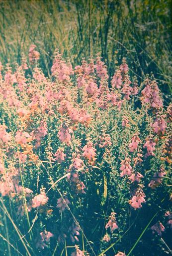 Erica ciliaris 