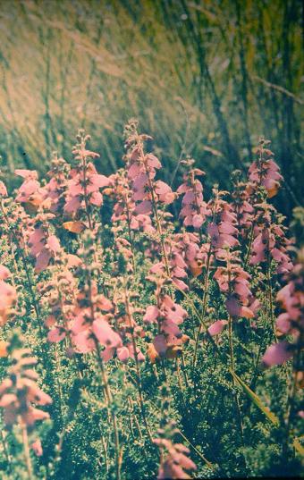 Erica ciliaris 